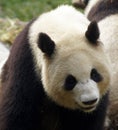 Panda bear at the Giant Panda Conservation Center, Chengdu, China, Royalty Free Stock Photo