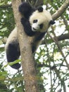 Panda bear at the Giant Panda Conservation Center, Chengdu, China, Royalty Free Stock Photo