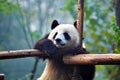 Panda Bear hangging on a Tree Branch, China Wildlife. Royalty Free Stock Photo