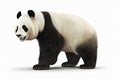 Panda bear isolated on white background, endangered bears specie, the wild animal with black and white hair, with Generative AI Royalty Free Stock Photo