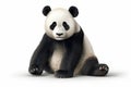 Panda bear isolated on white background, endangered bears specie, the wild animal with black and white hair, with Generative AI Royalty Free Stock Photo