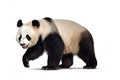 Panda bear isolated on white background, endangered bears specie, the wild animal with black and white hair, with Generative AI Royalty Free Stock Photo