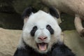 Panda Bear Open Mouth Portrait