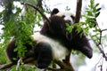 Panda Bear Relaxing in a tree