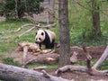 Panda bear is resting Royalty Free Stock Photo