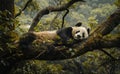 Panda Bear Resting on Tree Branch in Lush Forest Royalty Free Stock Photo