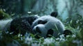 A panda bear is sleeping in a field of grass Royalty Free Stock Photo