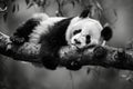 A panda bear sleeping on a tree branch. Generative AI Royalty Free Stock Photo