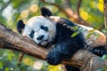 A panda bear sleeping on a tree branch. Generative AI Royalty Free Stock Photo