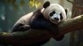 Panda Bear Sleeping on a Tree Branch. Panda bear sitting in tree Royalty Free Stock Photo