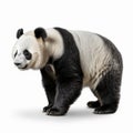 Ultradetailed Side View Photo Of A Large Panda On White Background