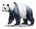 Panda Bear Walking on a Rock