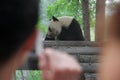 Panda bear watched by out of focus people