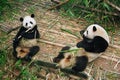 Panda bears