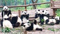 Panda bears, eating and playing giant pandas, in Chengdu Research Base of Giant Panda Breeding, Chengdu, China Royalty Free Stock Photo