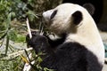 Panda Bears Eats Bamboo Shoots Royalty Free Stock Photo