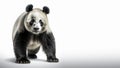 Expressive Panda animal full body on isolated white background