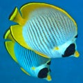 Panda butterflyfish Royalty Free Stock Photo