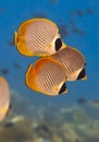 Panda butterflyfish Royalty Free Stock Photo