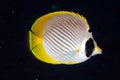 Panda butterflyfish (Chaetodon adiergastos) Royalty Free Stock Photo