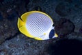 Panda Butterflyfish Chaetodon adiergastos Royalty Free Stock Photo