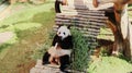 Panda Cai Tao