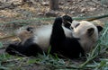 Panda at Chengdu Panda Reserve Chengdu Research Base of Giant Panda Breeding in Sichuan, China. Royalty Free Stock Photo