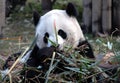 Panda at Chengdu Panda Reserve Chengdu Research Base of Giant Panda Breeding in Sichuan, China. Royalty Free Stock Photo