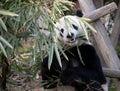 Panda at Chengdu Panda Reserve Chengdu Research Base of Giant Panda Breeding in Sichuan, China. Royalty Free Stock Photo