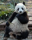 Panda at Chengdu Panda Reserve Chengdu Research Base of Giant Panda Breeding in Sichuan, China. Royalty Free Stock Photo