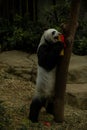 Panda climbing the tree and eating bamboo decorated for the Chinese New Year Royalty Free Stock Photo