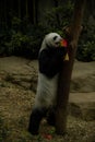 Panda climbing tree and eating bamboo decorated for the Chinese New Year Royalty Free Stock Photo