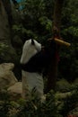 Panda climbing the tree and eating bamboo decorated for the Chinese New Year Royalty Free Stock Photo