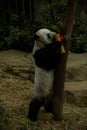 Panda climbing the tree eating bamboo stick decorated for the Chinese New Year Royalty Free Stock Photo