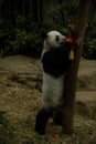 Panda climbing the tree and eating bamboo stick decorated for Chinese New Year Royalty Free Stock Photo