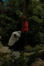 Panda climbing the tree and eating bamboo stick decorated for Chinese New Year Royalty Free Stock Photo