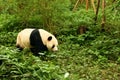 Panda coming out to play at the Chengdu Zoo.
