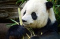Panda Contemplates His Vegetables