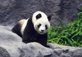 Panda crawling and jumping Royalty Free Stock Photo