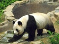 Panda Royalty Free Stock Photo