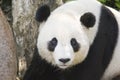 Panda Cub Royalty Free Stock Photo