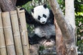 Panda cub playing in a tree Royalty Free Stock Photo