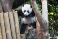Panda cub playing in a tree Royalty Free Stock Photo