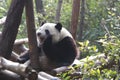 Sleepy Panda Cub , Chengdu, China