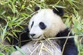 Panda Royalty Free Stock Photo