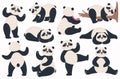 Panda. Cute pandas chinese bear in various poses standing, lying and sitting, dancing. Happy asian bears mascot vector Royalty Free Stock Photo