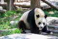 Panda drinking Royalty Free Stock Photo