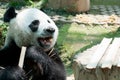 Panda eat bamboo in zoo