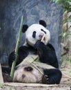 Panda Royalty Free Stock Photo