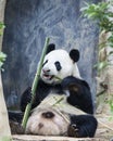 Panda Royalty Free Stock Photo